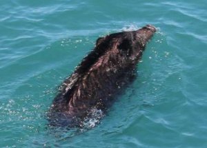 CHP'nin 'Domuz' Merakı Çok Güldürecek!