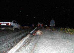 Otomobilin Önüne Domuz Fırladı
