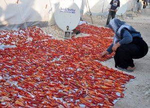 Suriyeliler De Acı İsota Alıştı