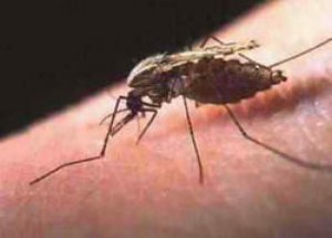 Kamerun'da Sıtma Faciası