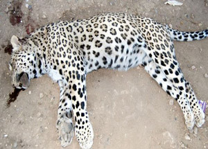 Çobana Saldıran Leopar Öldürüldü