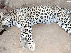 Leoparın Otopsisindeki İlginç Detay