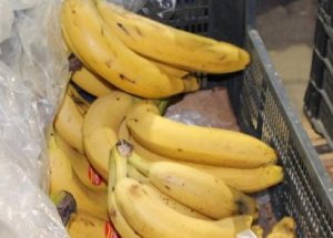 Ölümcül Örümcek Şok Etti!