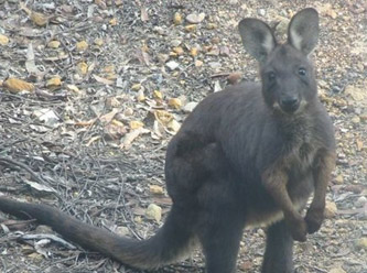 Rusya'da onu görenler şaştı kaldı