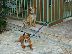 Arı Pitbulu Öldürdü