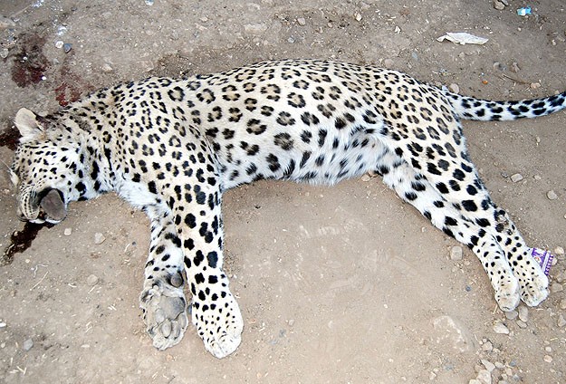 Leoparı öldüren çobana 434 lira ceza