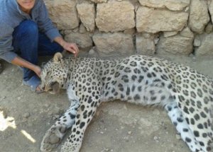 Leopar Öldürmenin Cezası Ne Kadar?