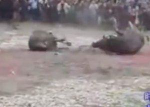 Çin'de Bufalo Vahşeti