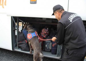 Narkotik Köpekli Uygulama