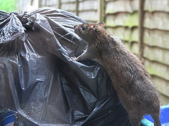Şehri Sıçanlar Bastı