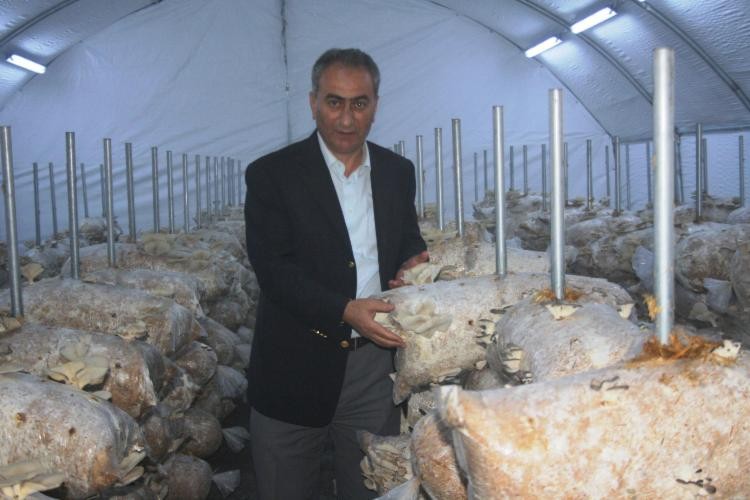 Klimalı Seralarda Mantar Üretimi
