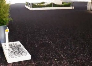 Gök'ten Taş Yağdı!