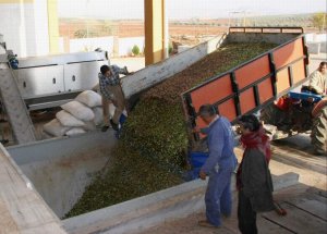 Kilis'te Zeytin Hasadı Sürüyor