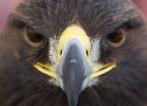 Amerika'da Şoke Eden Ceza