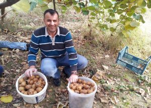 Karadeniz'de Kivi Mahsulü Toplanıyor
