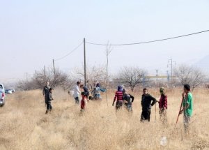 Karayollarının kenarları ağaçlandırıldı