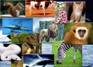 Zooloji Nedir?