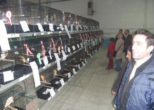 Kütahya 'Kanarya Cenneti'ne Döndü