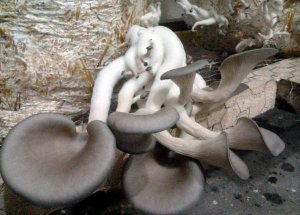İstiridye Mantarı Hasadına Başlandı