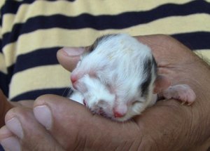Hatay'da "iki yüzlü kedi" Doğdu