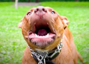 Pitbull Sahibini Yedi!