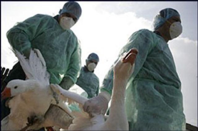 H10N8 Kuş Gribi Virüsü İnsana Bulaştı