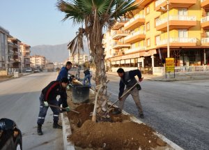 Ödemiş’in Yeni Ana Caddesi Palmiyelendi