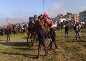 Deve Güreşi Amacına Ulaşamadı