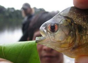 Nehirde Pirana Dehşeti