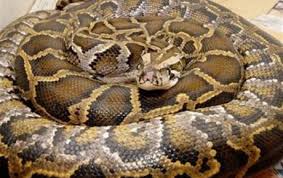 Piton yılanı adamı böyle boğdu