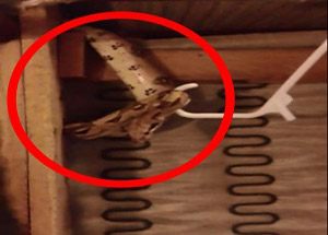 Yatak odasından 1,5 metrelik boa yılanı çıktı!