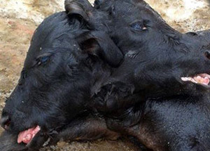 Çift başlı buzağı görenleri şaşırttı