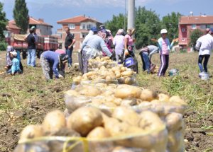 Patates Çiftçinin Yüzünü Güldürdü