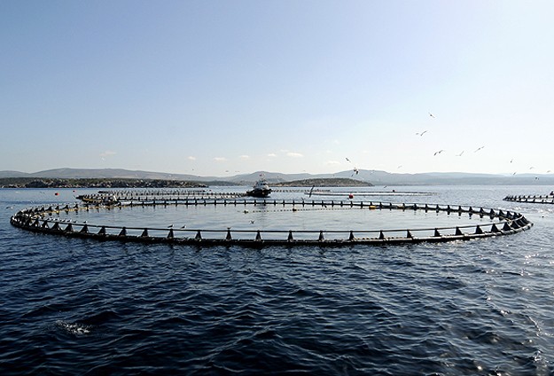 Japonya, 280 adayı kamulaştırıyor