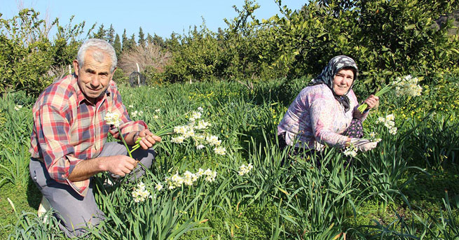 Karaburun'da nergis mevsimi