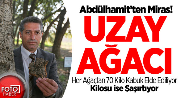 Padişaha Hediye Edilen O Ağacın Sırrı!