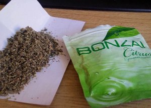 Gülben'in Programında Bonzai Şovu!