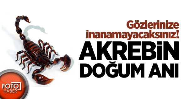 Akrebin Doğum Anı!