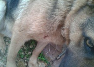 Köpeğin Kirpiyle Ölümcül Oyunu
