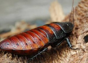 Doktorlar Şok Oldu! Kulağından Çıktı