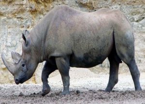 Bu Gergedan İçin Servet Ödeyecek