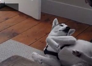 Konuşan Köpek Görenleri Şaşkına Çeviriyor!