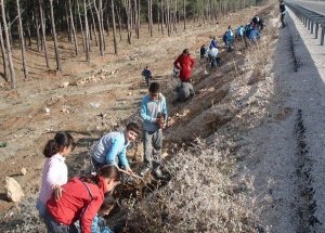 Mersin Karayollarına 15 Bin Fidan Dikildi