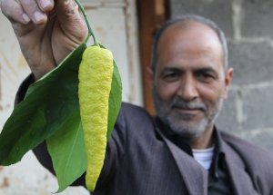 Biber Görünümlü Limon
