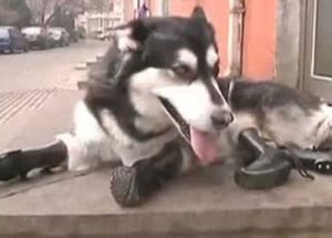 Sahibi Mi Hayvan Yoksa Bu Köpek Mi?