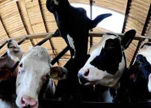 İnek Çiftliğinde İnanılmaz Olay