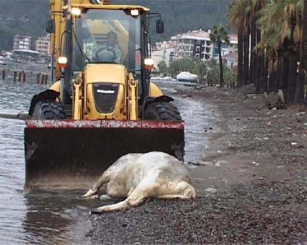 Marmaris'te Kutsal İnek şaşkınlığı