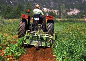 17 Ton Patates Tohumu Dağıtılacak