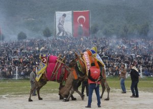 Deve Güreşlerini 40 Bın Kışı Izledı