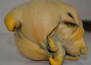 Limon Mu Köpek Mi?